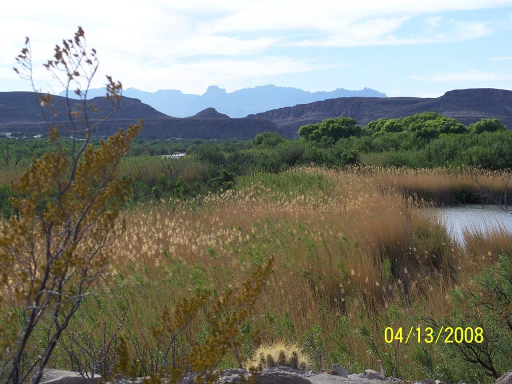 Part of the biodiversity of Big Bend NP